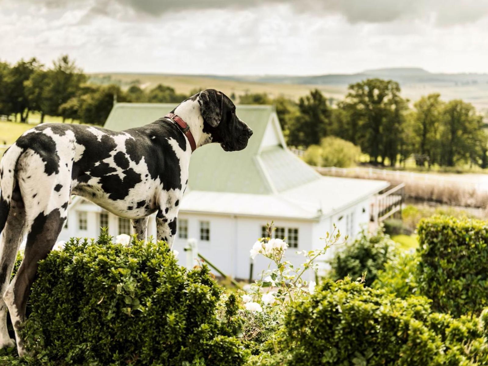 Oaklands Farm Stay Van Reenen ภายนอก รูปภาพ
